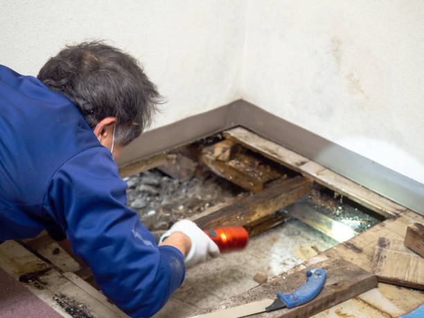 Best Attic Mold Removal  in Hamilton, TX