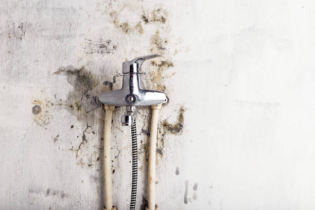 Best Mold Removal Company Near Me  in Hamilton, TX