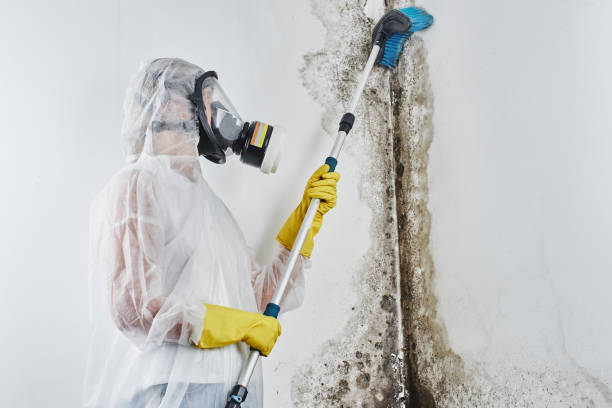 Best Fast Mold Removal  in Hamilton, TX
