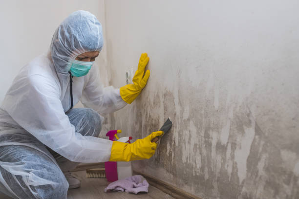Best Mold Testing  in Hamilton, TX
