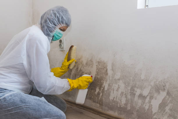 Best Mold Cleaning Services  in Hamilton, TX