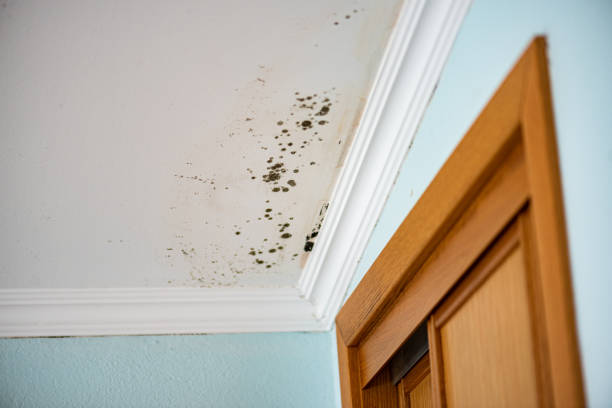 Mold Removal and Inspection in Hamilton, TX