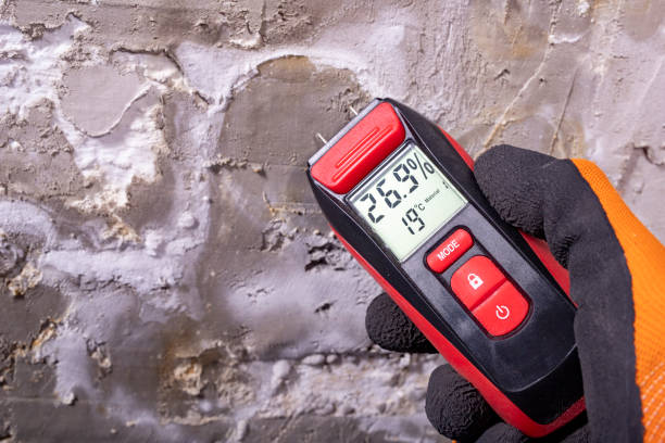 Best Same-Day Mold Removal  in Hamilton, TX