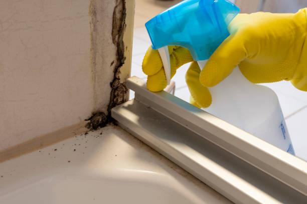 Best Toxic Mold Removal  in Hamilton, TX