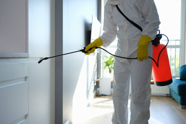 Best Mold Removal Company Near Me  in Hamilton, TX