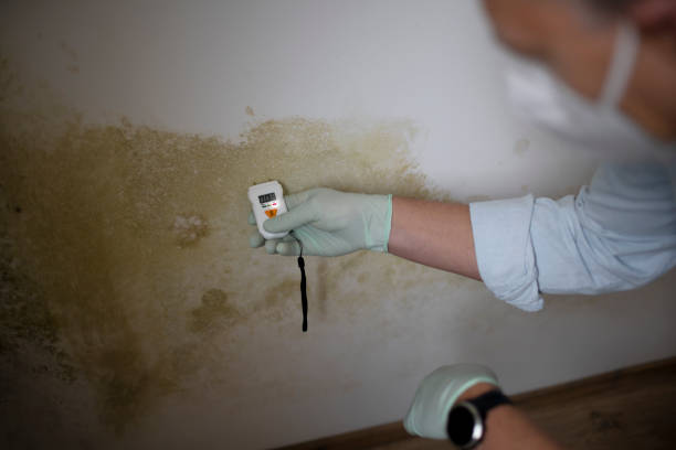 Reliable Hamilton, TX Mold Removal Solutions