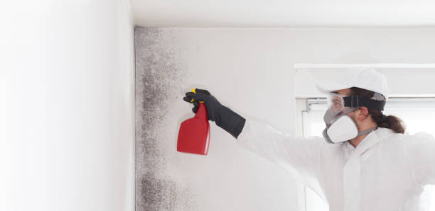 Best Emergency Mold Removal  in Hamilton, TX