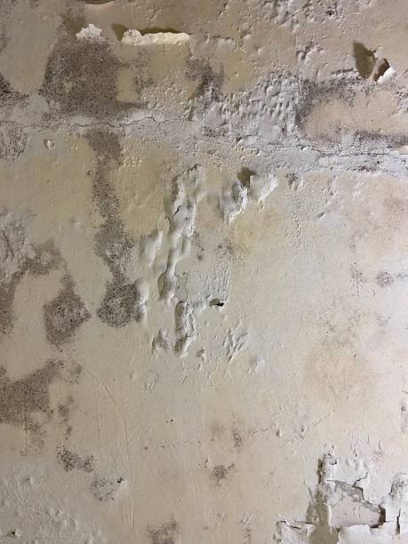 Best Crawl Space Mold Removal  in Hamilton, TX