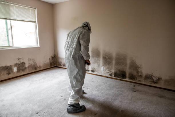 Hamilton, TX Mold Removal Company