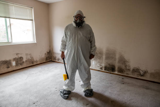 Best Black Mold Removal  in Hamilton, TX