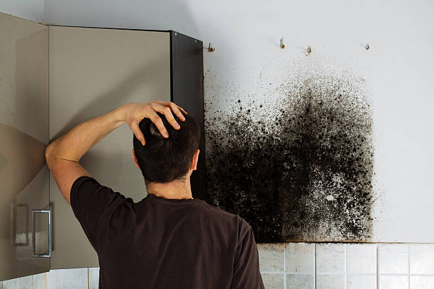 Best Crawl Space Mold Removal  in Hamilton, TX