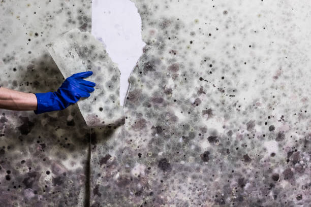 Best Fast Mold Removal  in Hamilton, TX
