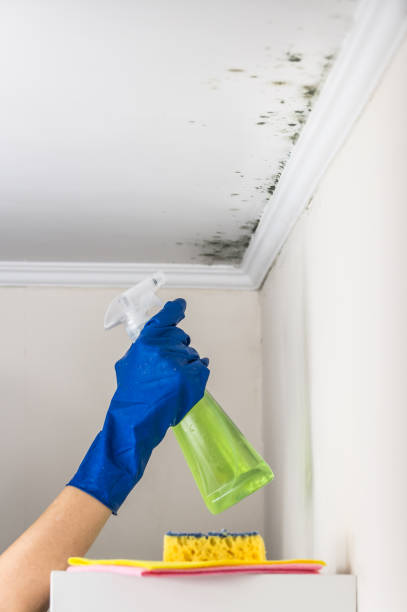 Mold Removal Process in Hamilton, TX
