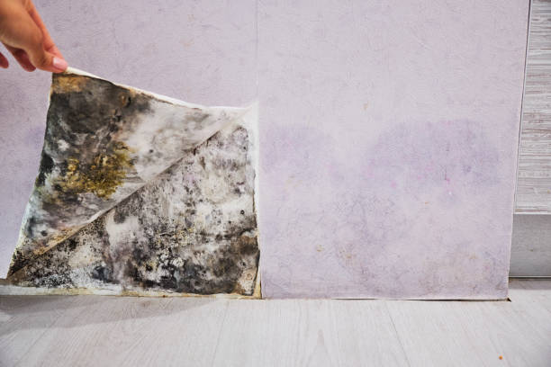 Crawl Space Mold Removal in Hamilton, TX